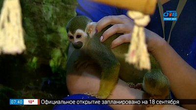 Обезьяны саймири в рубрике «Живой репортаж»