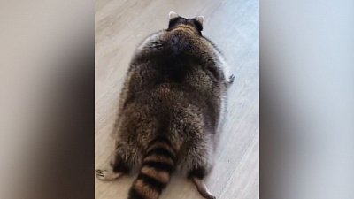 Мех и смех: крадущееся облако, «сломавшаяся» собака и танцующие уточки