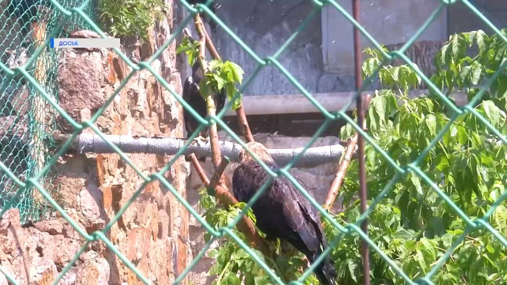 Очаги птичьего гриппа нашли в регионе