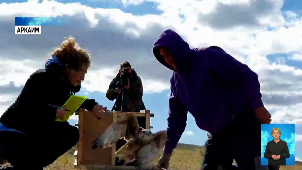 Краснокнижных соколов выпустили на волю