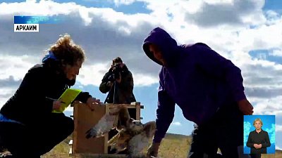 Краснокнижных соколов выпустили на волю