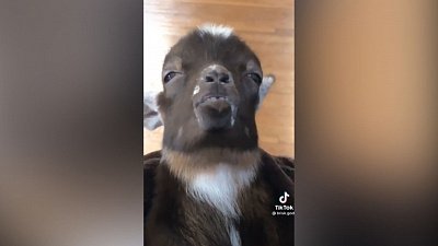 Мех и смех: медленная охота, милое преследование и отдыхающие козы