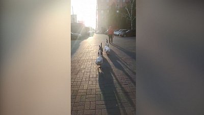 Мужчина выгуливает гусей по центру Челябинска