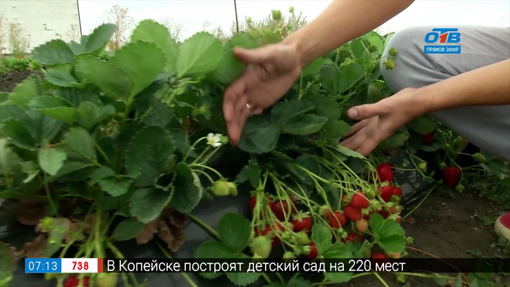 Ягоды — до самого снега в рубрике «Руки садовода»