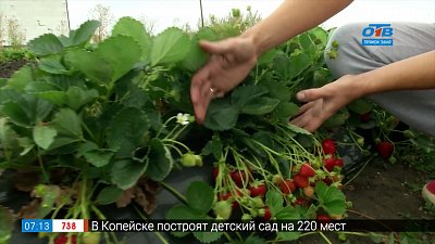 Ягоды — до самого снега в рубрике «Руки садовода»