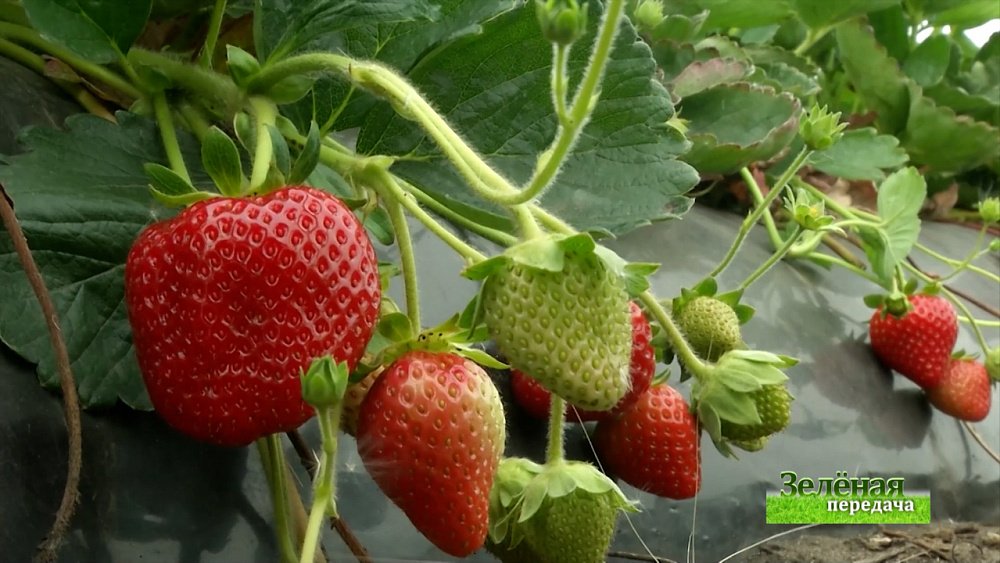 Зеленая передача 16.09.2021