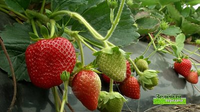 Зеленая передача 16.09.2021