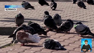 В Челябинске выбрали место для кормления птиц