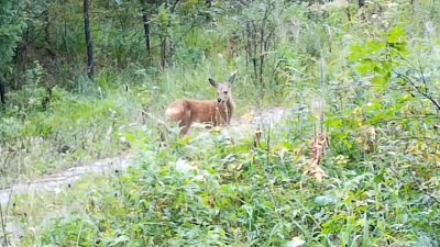 На Зигальге фотоловушка зафиксировала сразу двух косуль