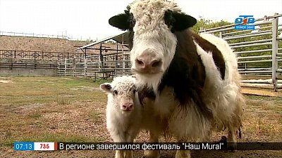 Чем питаются яки в рубрике «Живой репортаж»