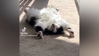 Мех и смех: бесконтактная охота, птичье бунтарство и полуденное расслабление