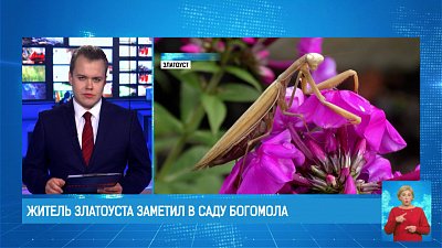 Житель Златоуста заметил в саду богомола
