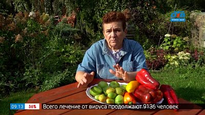 Советы, чтобы урожай дозрел в рубрике «Руки садовода»