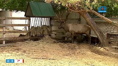 Алтайский марал Горыныч в рубрике «Живой репортаж»