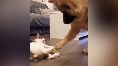 Мех и смех: драка за мяч, буек и битбокс