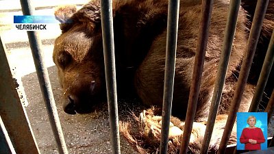 Животные реагируют на изменение климата