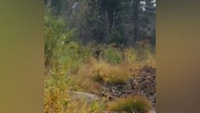 Видео встречи инспектора нацпарка «Зигальга» и медведя