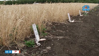 Влияние гуминового удобрения на урожай в сюжете «Биоресурс от Чебаркульской птицы»