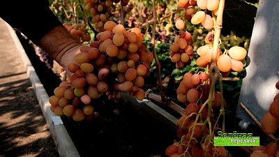 Зеленая передача 23.09.2021