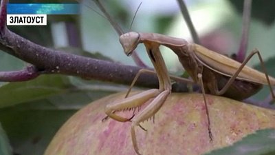 Оседлавший растение богомол развеселил ведущего канала ОТВ