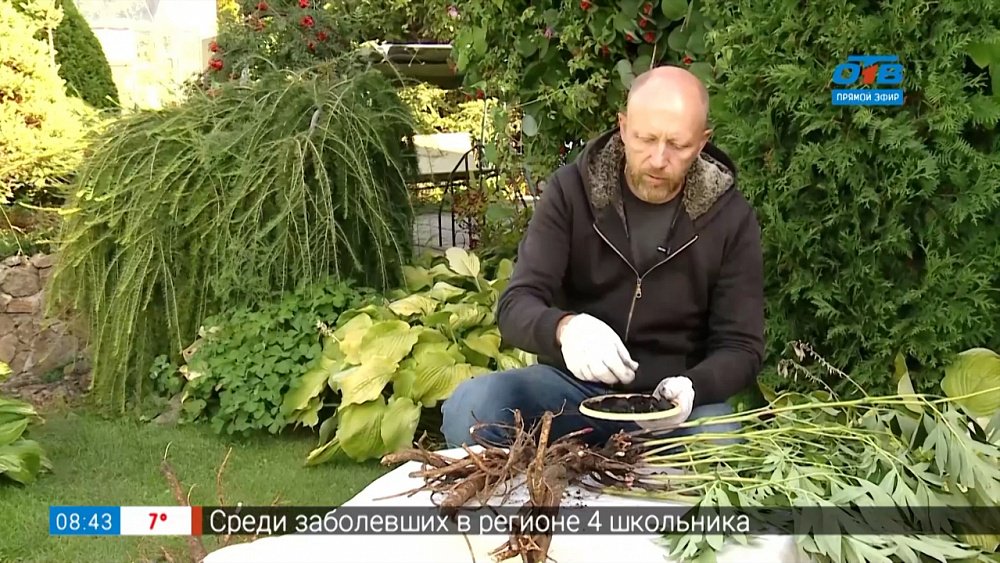 Деление пионов в рубрике «Руки садовода»