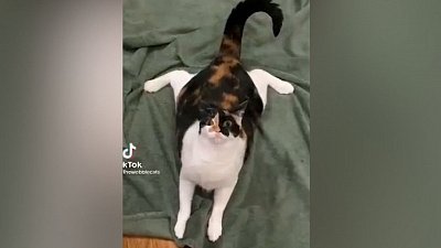 Мех и смех: нападение на плед, эпичное падение и лошадиная щекотка