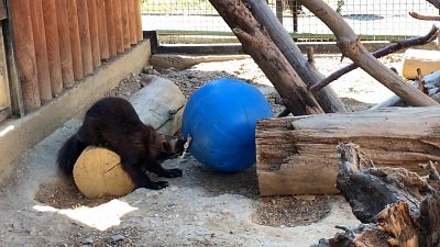 Росомаха по кличке Бира получила неожиданный подарок: видео из Челябинского зоопарка