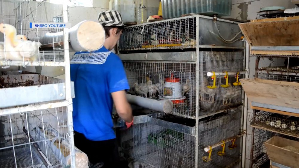 За разведение животных в садах будут штрафовать