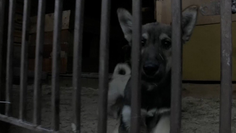 В Миассе сгорел приют для животных