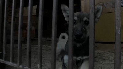 В Миассе сгорел приют для животных