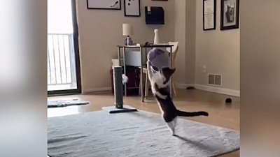 Мех и смех: голова козла, сорока на палочке и мощный бросок