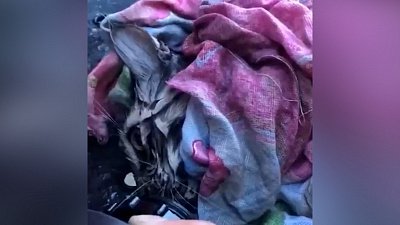 Видео спасения котёнка на пожаре в Невьянске