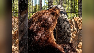 В Челябинском зоопарке погибли медведи Маша и Степан