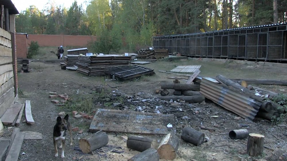 Причиной пожара в ветстанции мог стать поджог