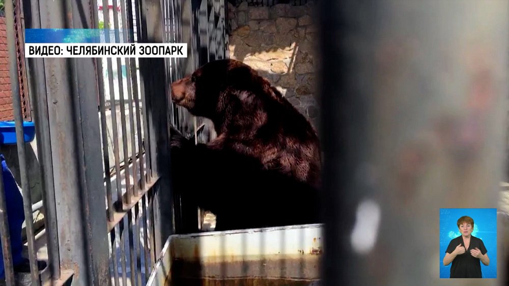 В зоопарке погибли бурые медведи