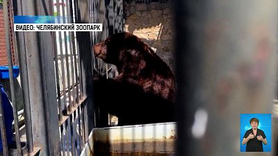 В зоопарке погибли бурые медведи