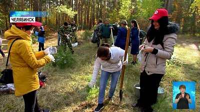 В городском бору высадили саженцы хвойных