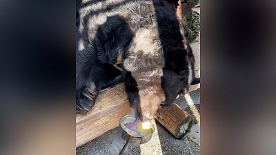 Медведь Харитон пошёл на поправку после отравления: видео Челябинского зоопарка Медведь Харитон пошёл на поправку после отравления: видео Челябинского зоопарка