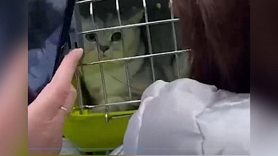 Видео спасения последнего котика из взорвавшегося в Ногинске дома