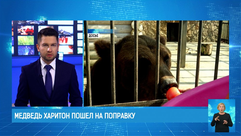 Медведь Харитон пошел на поправку