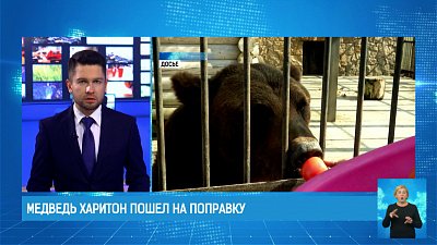 Медведь Харитон пошел на поправку