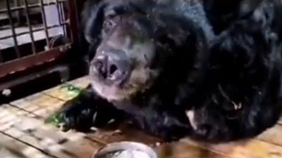 Медведь Харитон в Челябинском зоопарке потребовал добавки