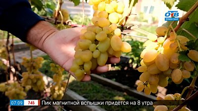 Проверенные и надежные сорта винограда в рубрике «Руки садовода» Проверенные и надежные сорта винограда в рубрике «Руки садовода»