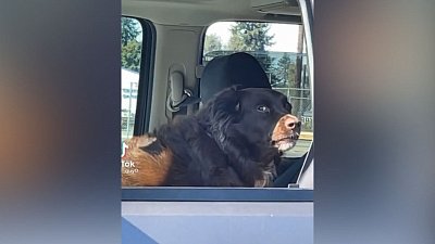 Мех и смех: скачущий пес, ползущий кот и презрительный взгляд