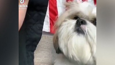 Мех и смех: танцы перед зеркалом, нереальная жажда и крошечное возмущение