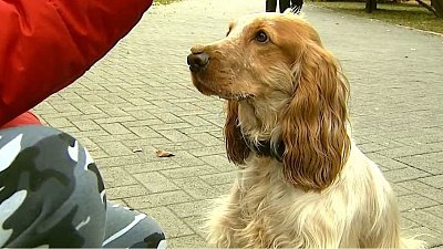 Советы кинолога: кому стоит заводить собаку