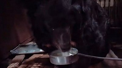 Гималайский медведь Харитон в Челябинском зоопарке чувствует себя лучше