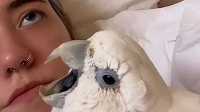 Мех и смех: кричащий кот, орущий попугай и побег с ножом