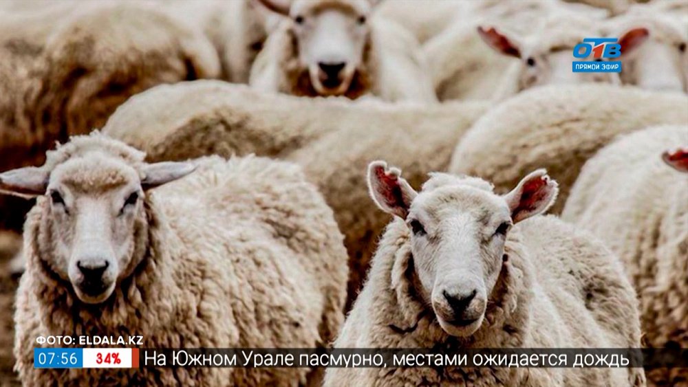 Фразеологизм «не баран чихнул» в рубрике «Добавь обороты»