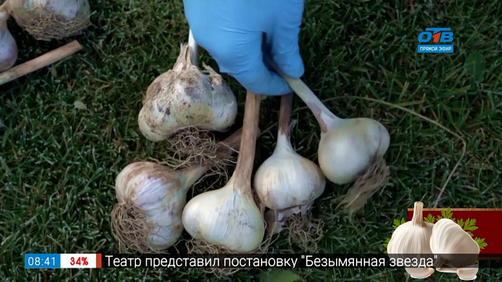 Сроки посадки озимого чеснока в рубрике «Руки садовода»